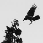 Crows