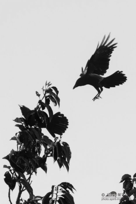 Crows