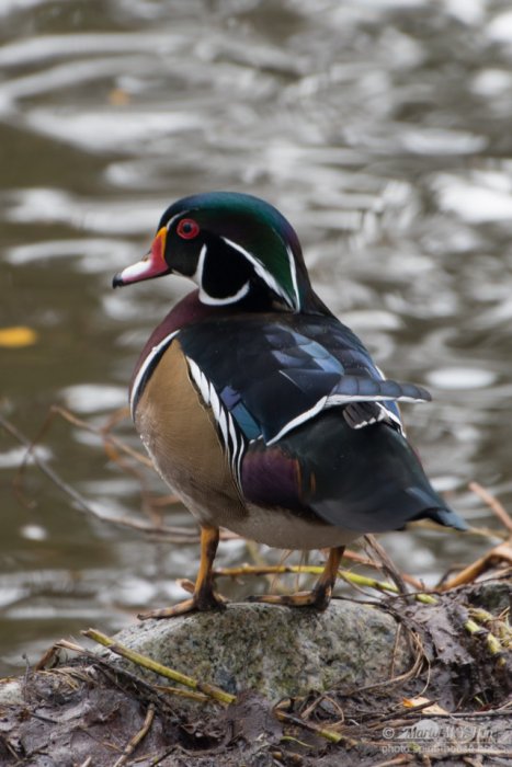 American Wood duck