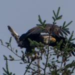 Young bald eagle