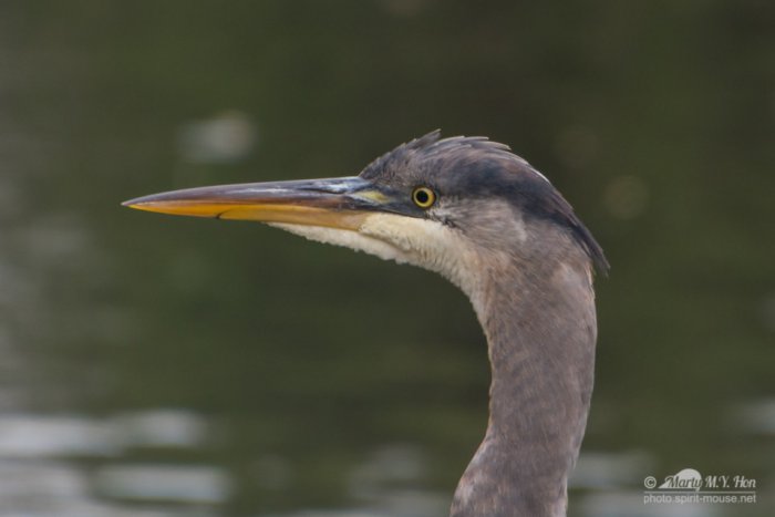 Great Blue Heron