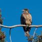 Juvienille eagle