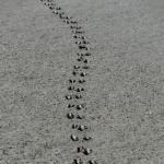 The path