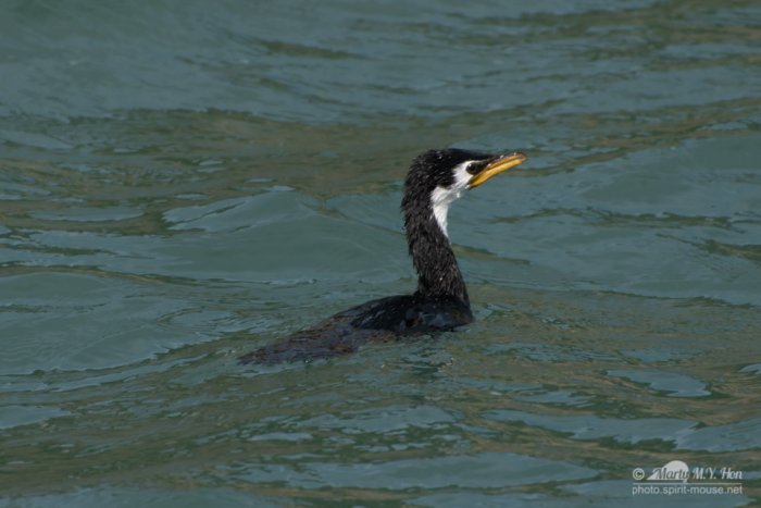 @ Monarch wildlife cruise, Otago Peinsula