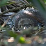 Moulting yellow eyed penguin