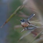 Fantail