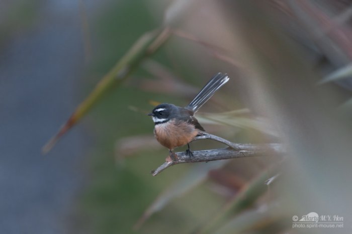 Fantail