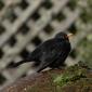 Eurasian blackbird