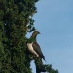 Wood Pigeon