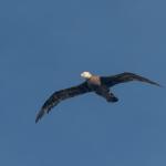 Juvenile albatross