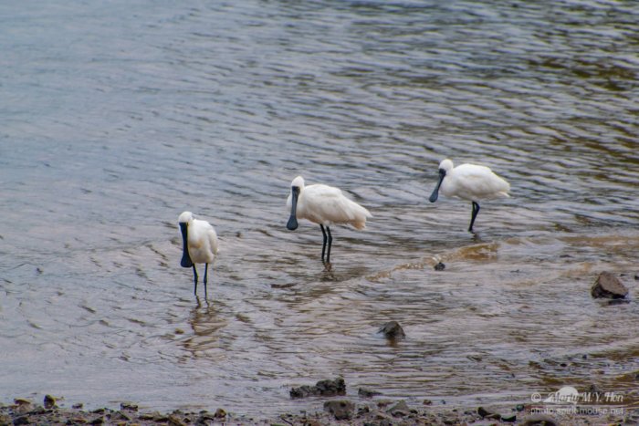 Royal Spoonbill