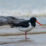 South Island pied oystercatcher