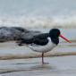 South Island pied oystercatcher