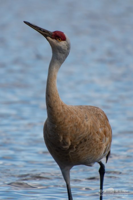Juvenile sand hill crane