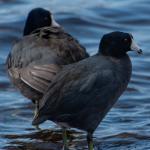 American Coot