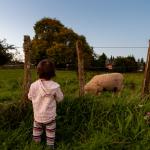Amelia, Sheep and Sunset