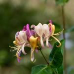 Honeysuckle (Lonicera periclymenum)