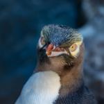Yellow eyed penguin