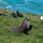 NZ furseal