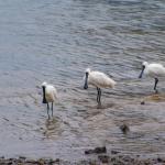 Royal Spoonbill