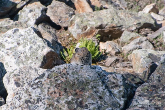 Camouflage but very loud Pika