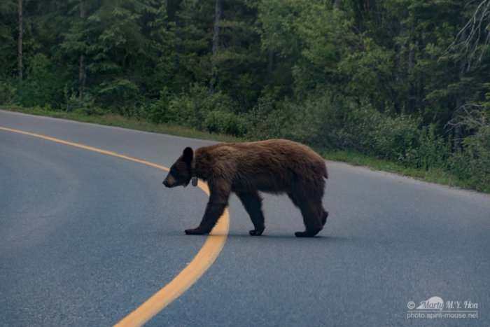 Bear Crossing