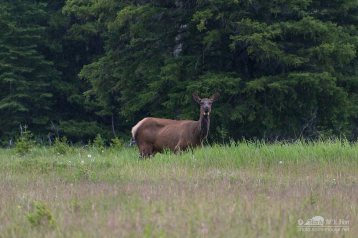Female Elk