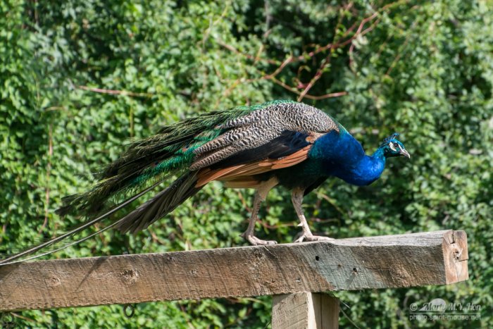 Peacock on the ledge