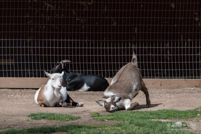 Scratching goats