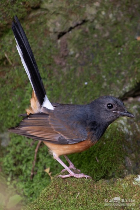 Shama Thrush