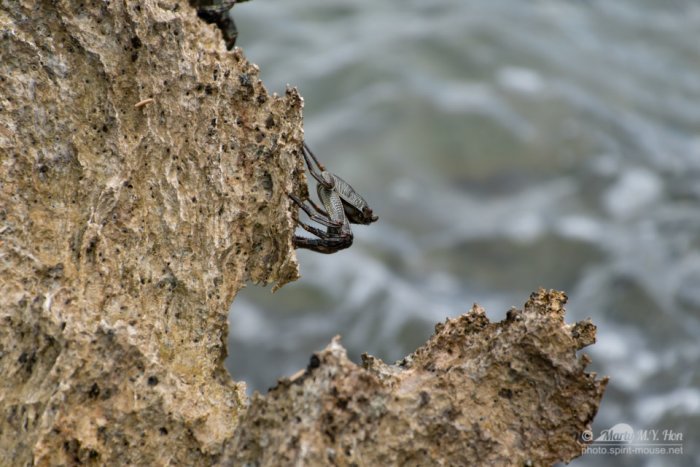 A'ama crab (Rock Crab)