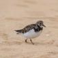 Ruddy Turnstone, non-breeding adult